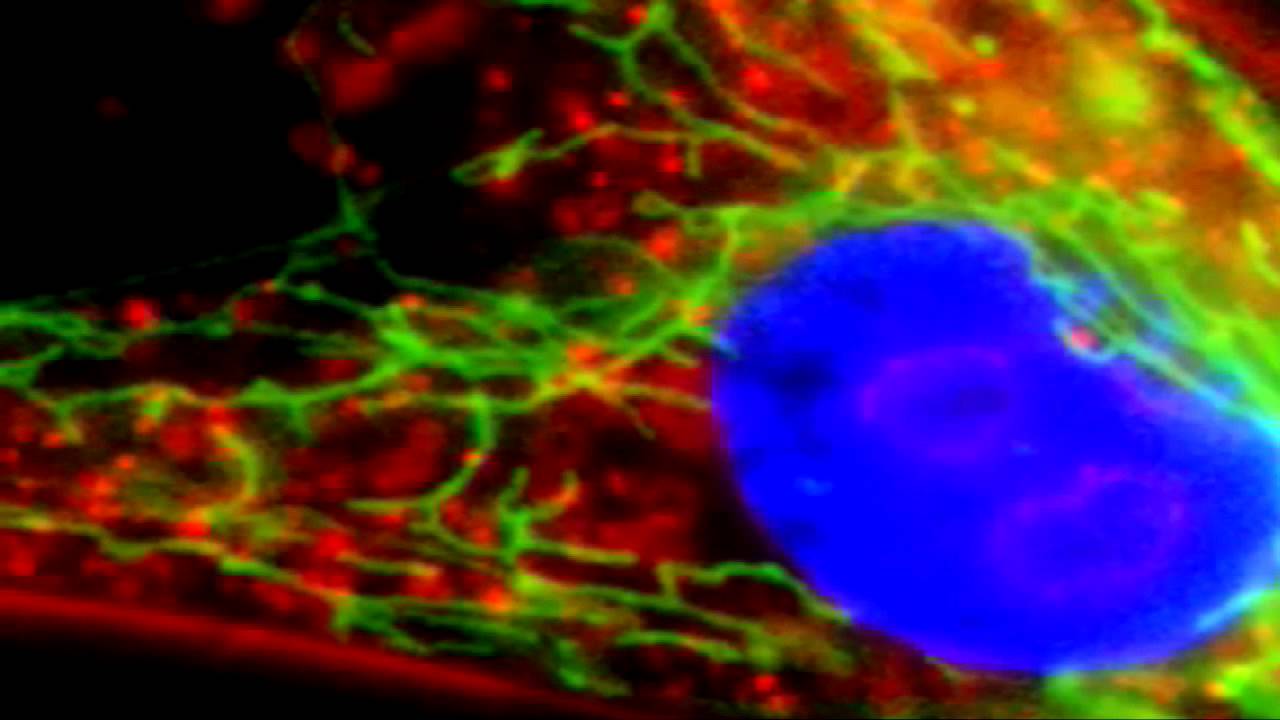 Human Fibroblast: Nucleus Activity. From 