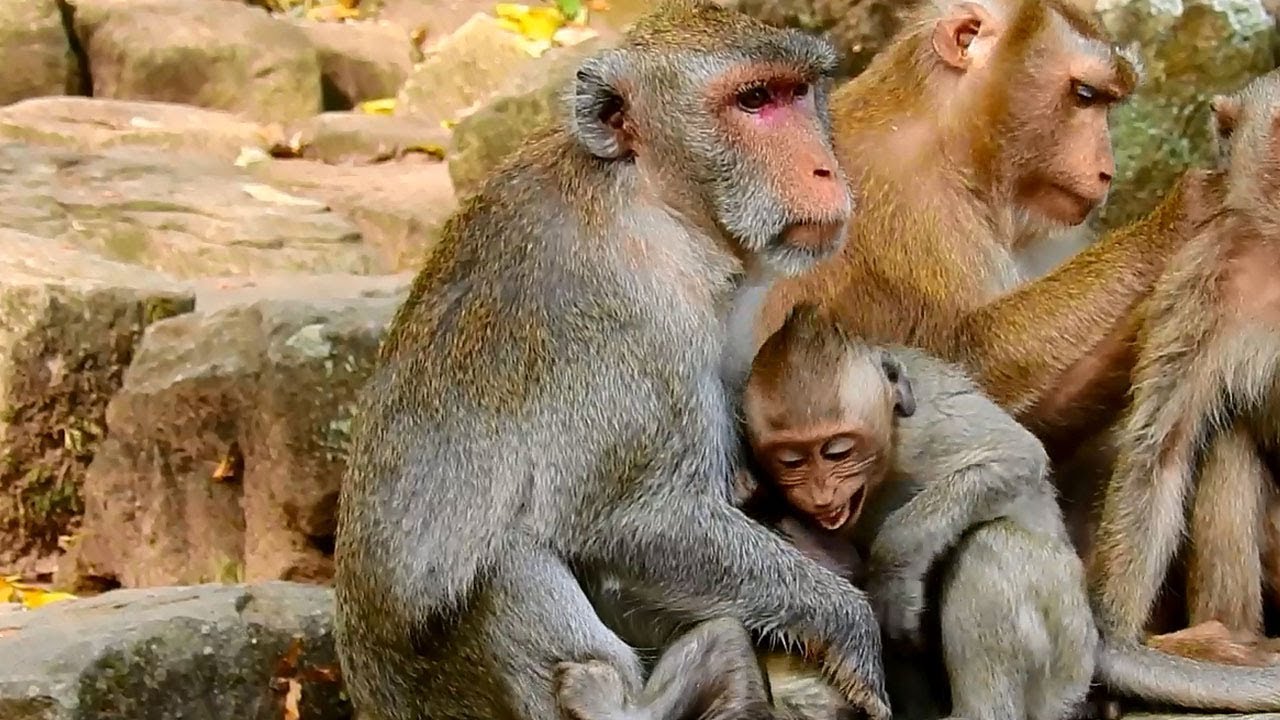 Jane weaning Janet keep milk for Janna | Anita wonder why Janet still nursing?