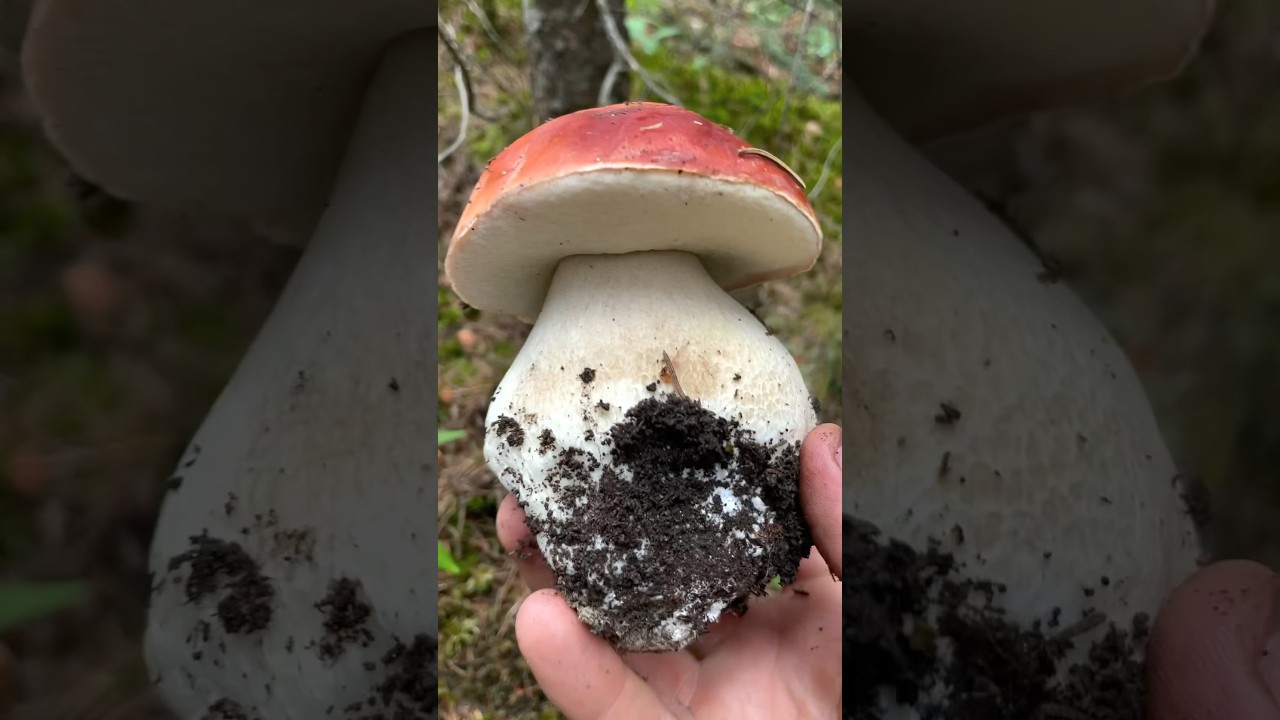 Сбор грибов в Колорадо: Белый гриб рубиновый (Boletus rubriceps)