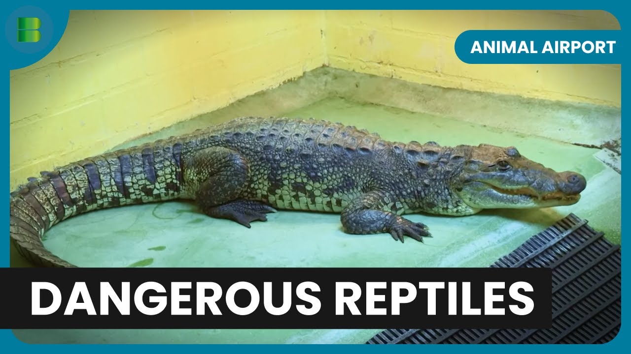 Crocodile Wrangling with Riot Shields - Animal Documentary