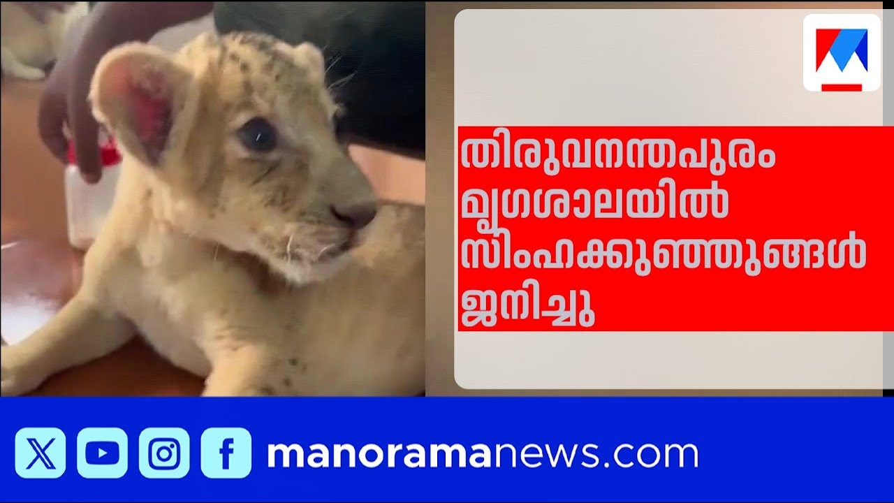 തിരുവനന്തപുരം മൃഗശാലയിലെ നൈലാ-ലിയോ സിംഹദമ്പതികൾക്ക് കുഞ്ഞുങ്ങൾ ജനിച്ചു| Thiruvananthapuram Zoo|Lion