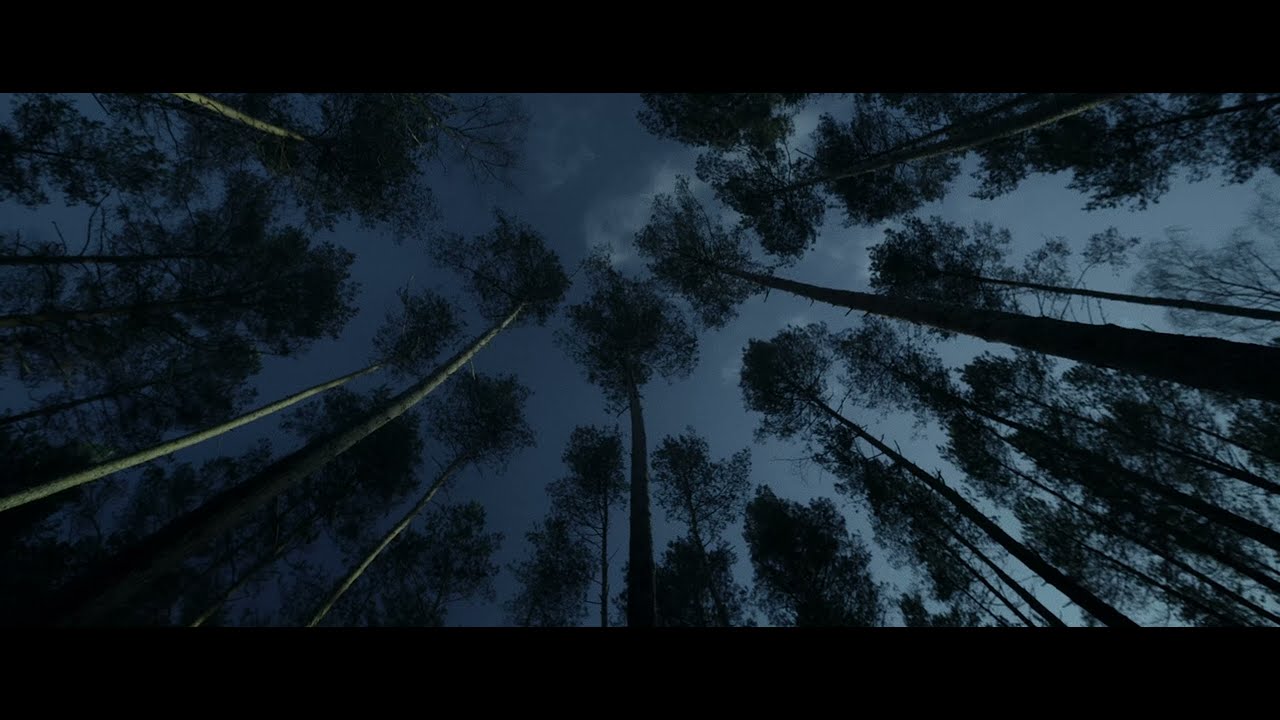 Maciej Meller - Forest