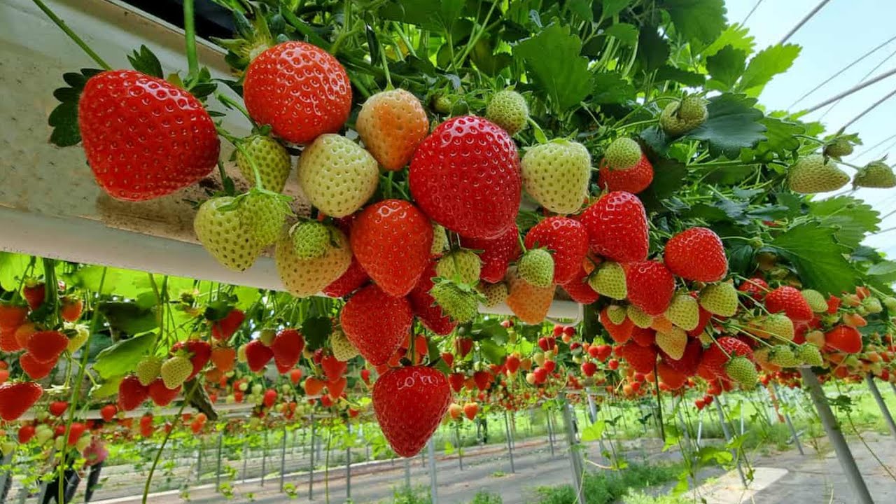 How to Harvest Billions of Strawberries - Toolbox