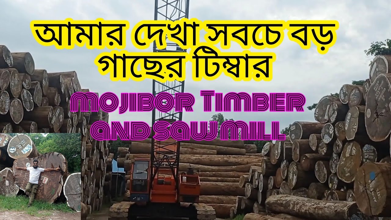 amazing biggest wood working Timber and sawmill Wholesale Timber Market  মজিবুর টিম্বার এন্ড স' মিল