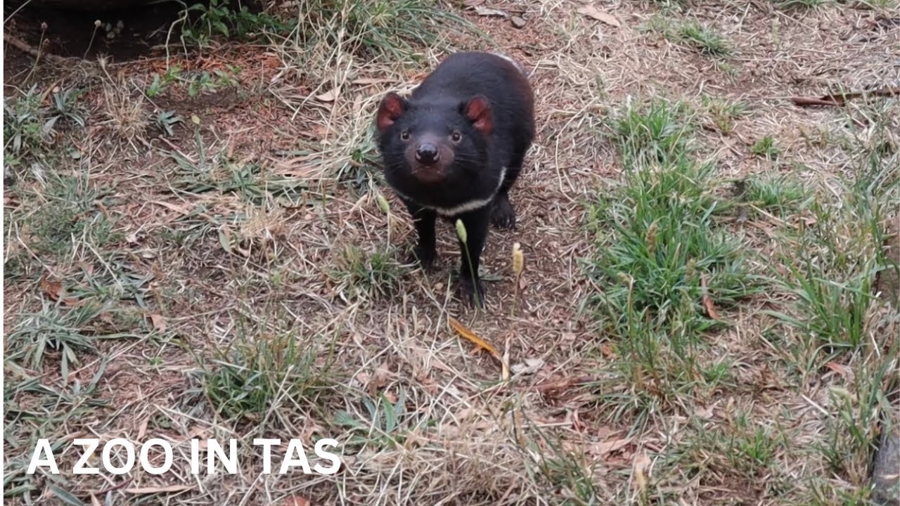 Series 1 Episode 30 - Zoodoo Wildlife Park.