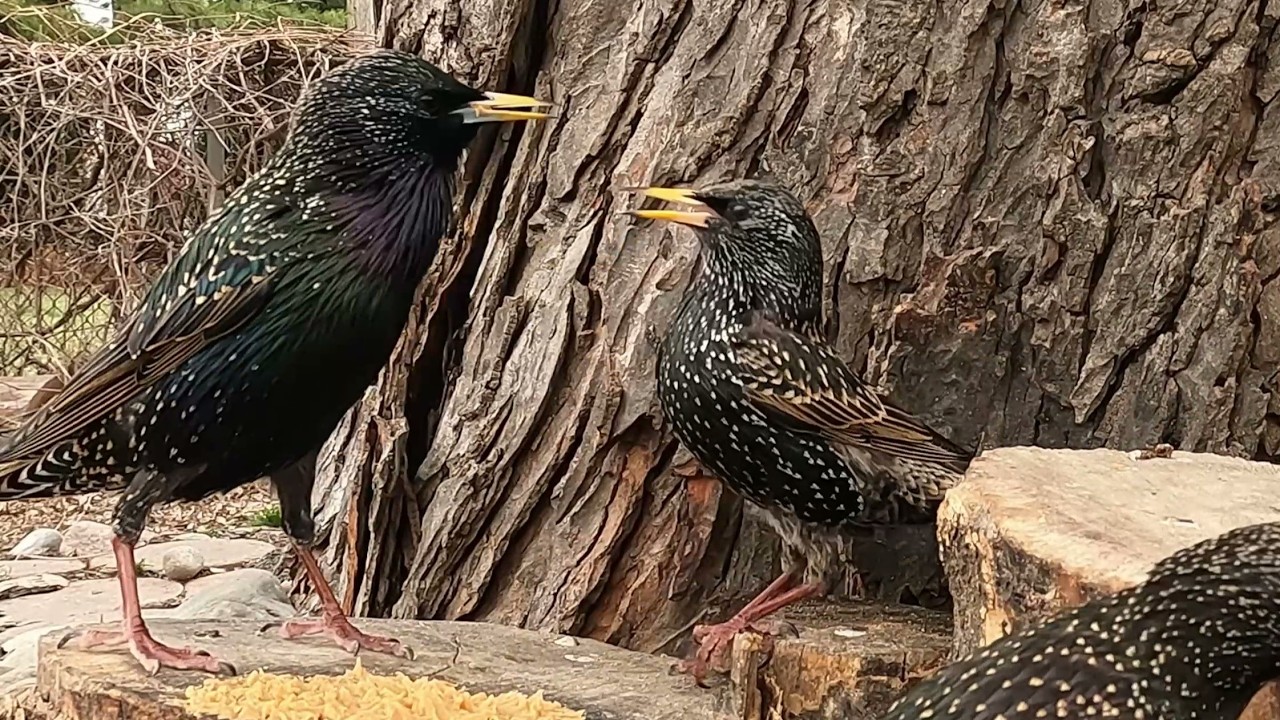 Pet TV-Beautiful Starling Birds & Squirrels at The Maple Tree #birds