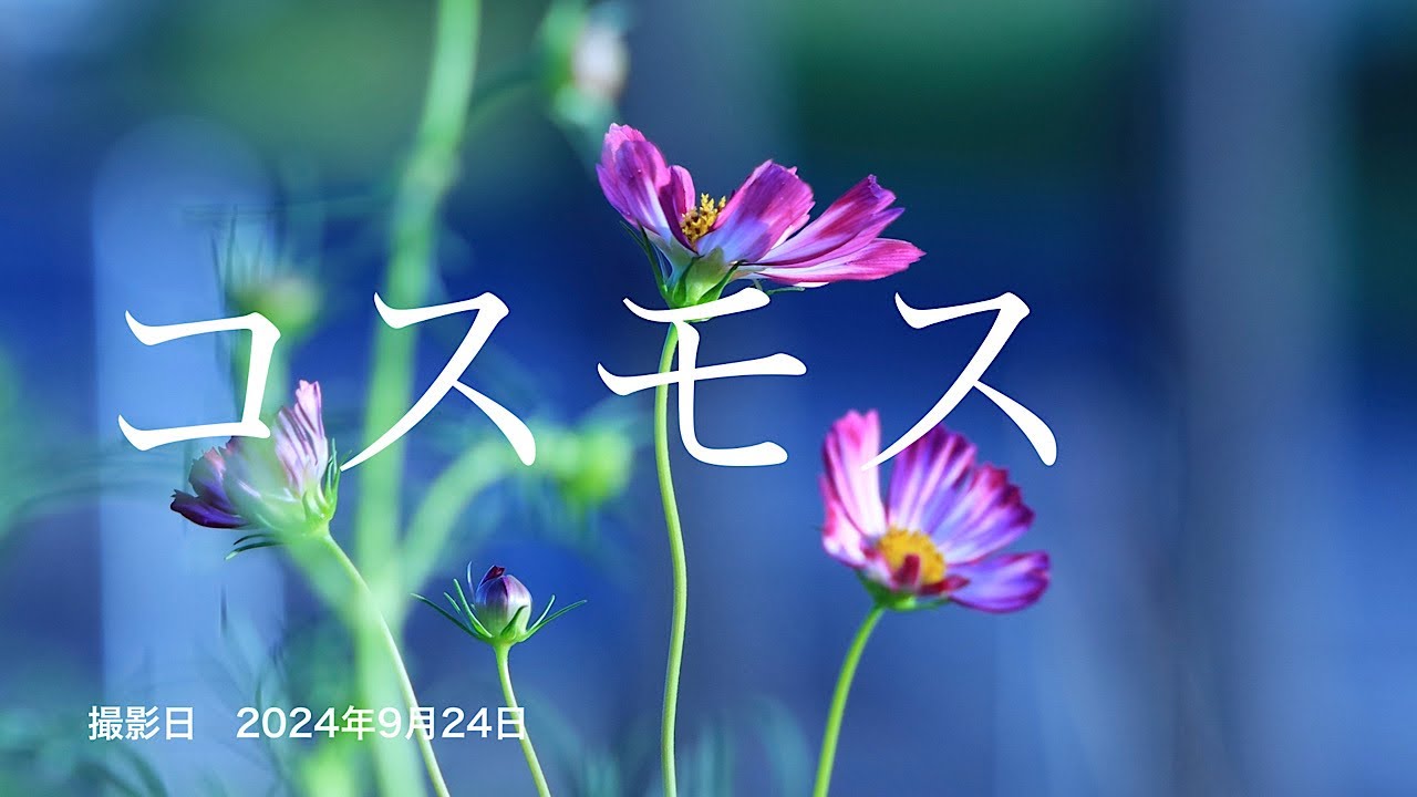 コスモス 竹袋調整池