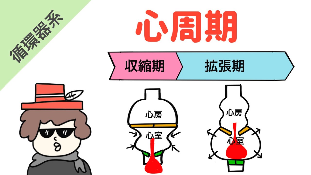 心周期（等容性収縮期、駆出期、等容性弛緩期、充満期）