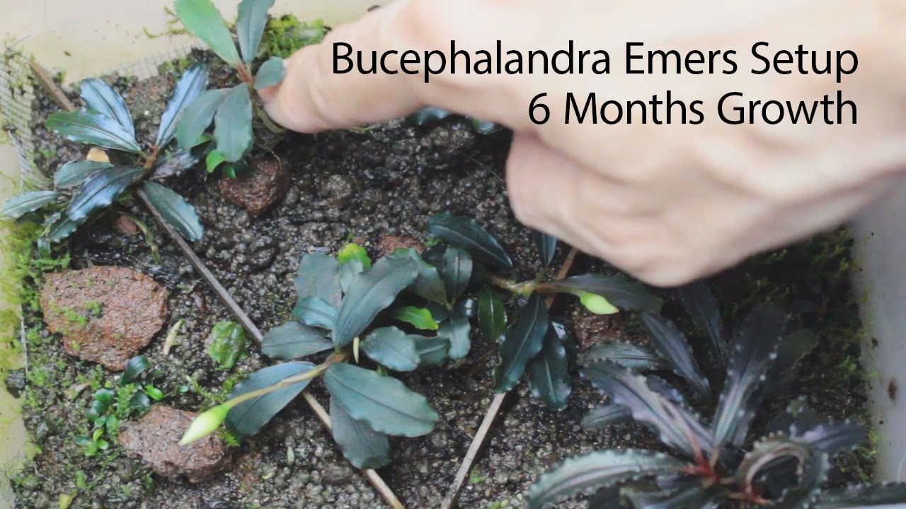 Bucephalandra Emersed Setup & 6 Months Growth