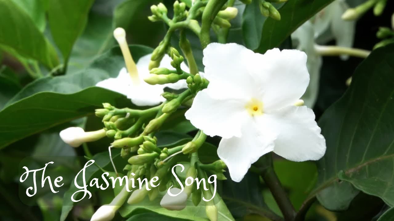 The Jasmine Song 🤍 | Love, Purity & Gentle Joy | Relaxing Flower Music