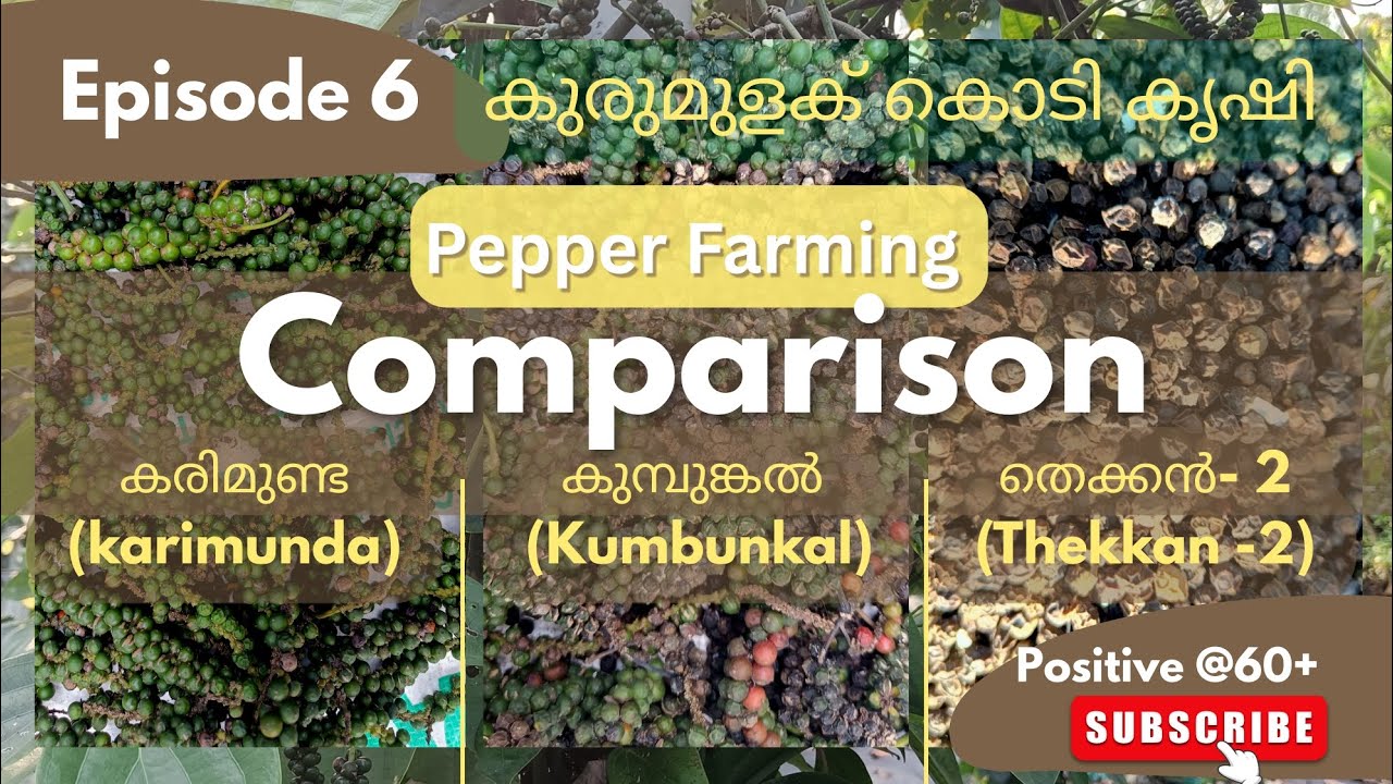 Black Pepper Cultivation | Kumbumkal | Thekkan #2 | Karimunda | #positive@60