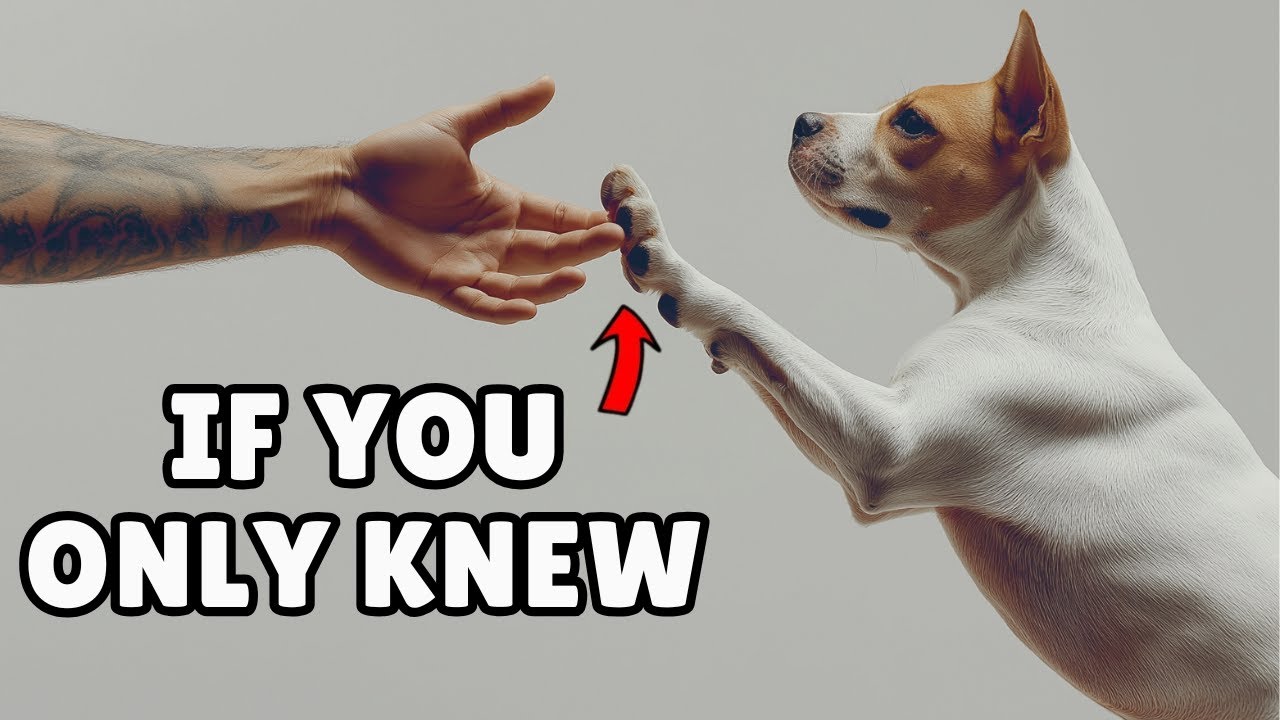 Dog Psychology: The Things They Wish They Could Say but Can't!