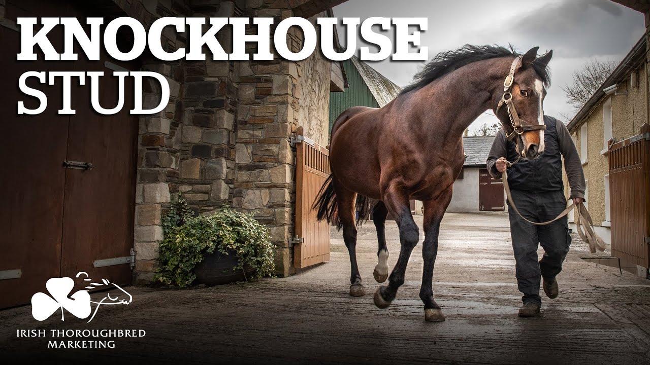 ITM Irish Stallion Showcase 2021 - Knockhouse Stud