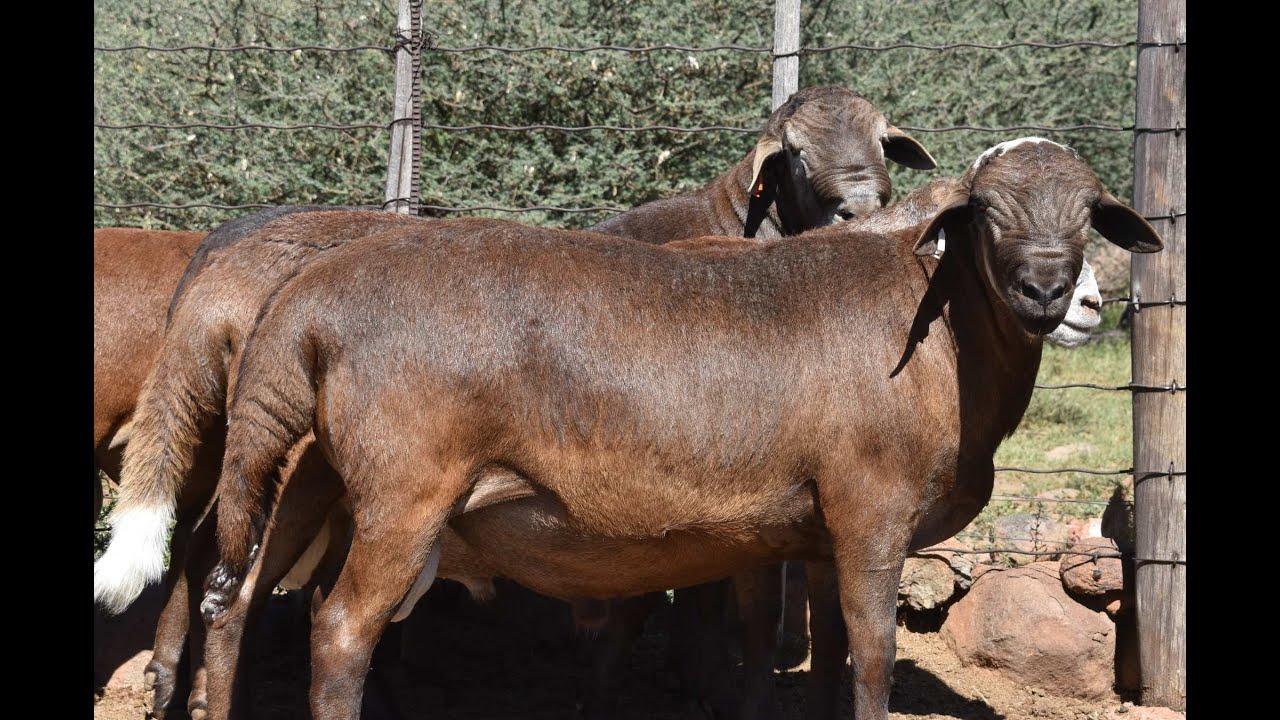KalahariKaroo Meatmaster 4 Mei 2023 by die Upington skougronde.
