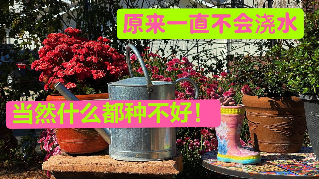 园艺篇204） 干透浇透都成植物杀手了！却不知室外不能干透才浇水，室内则干透不浇透！养好花学我浇水！