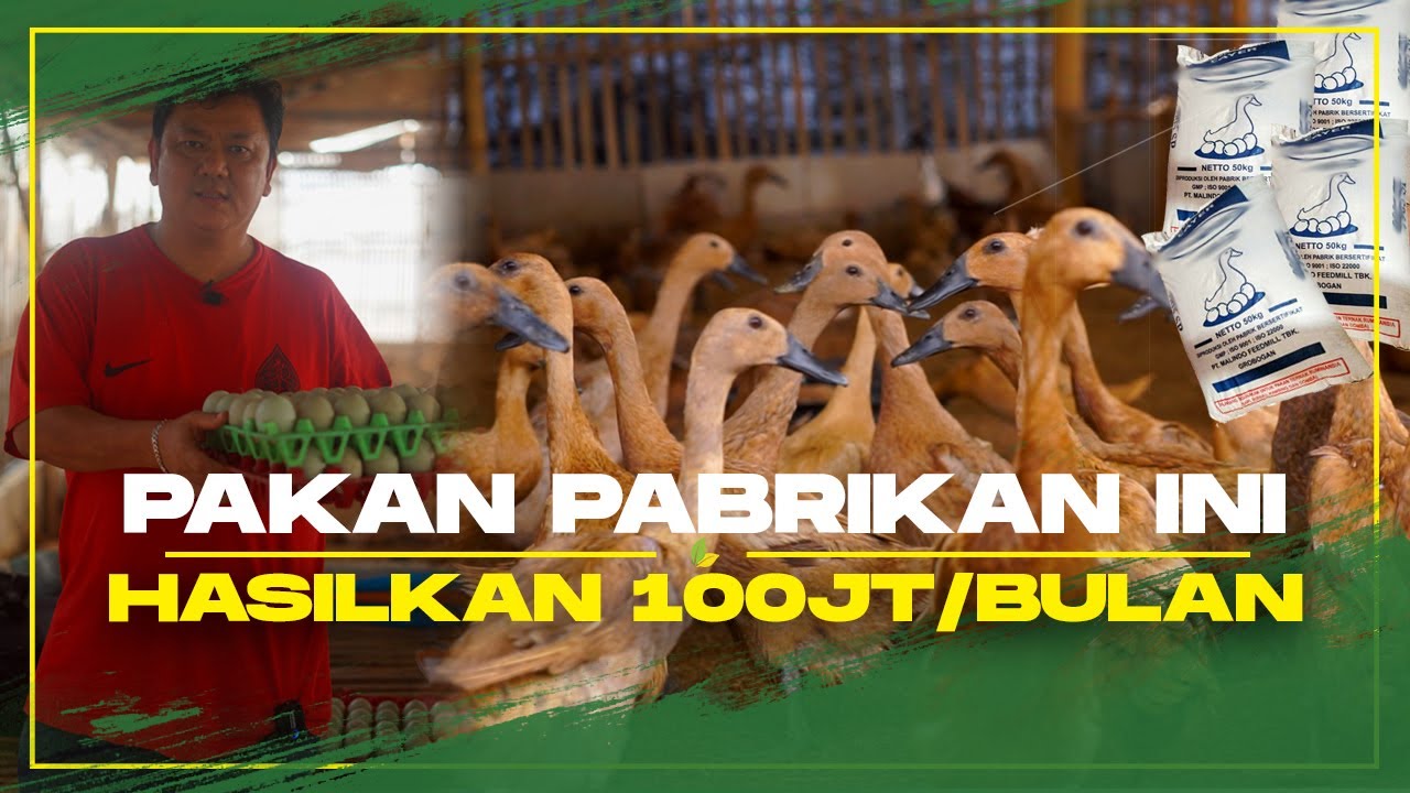 Ternak Bebek Petelur Omzet 100 Juta | Ini Pakan Rahasianya