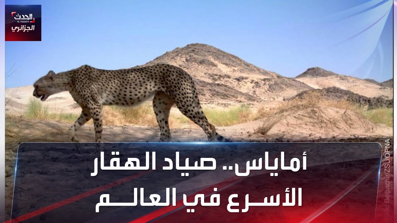 آماياس.. صياد الهقار الأسرع في العالم