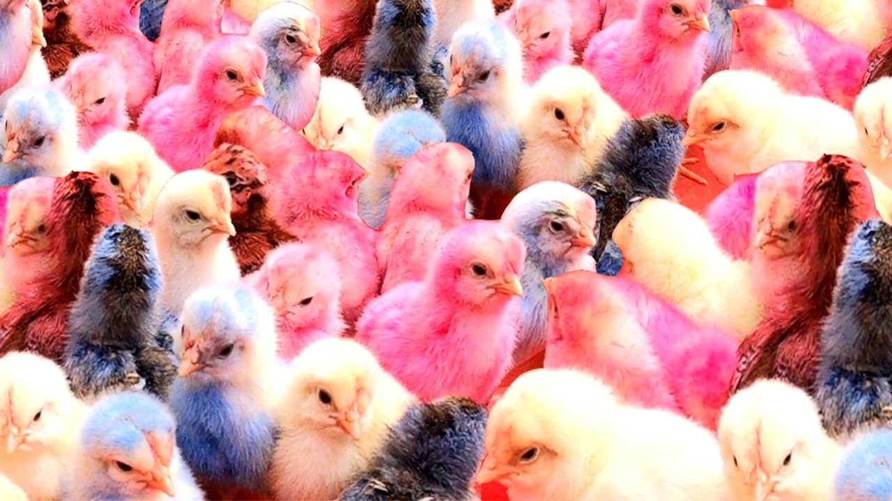 Top 10 Video Catch Animal, Cute Duck, Colorful Chickens, Rainbow Chickens, Animal Care 💜💕💕💚💦💦💙