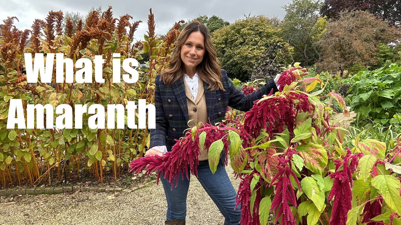 What is Amaranth? 