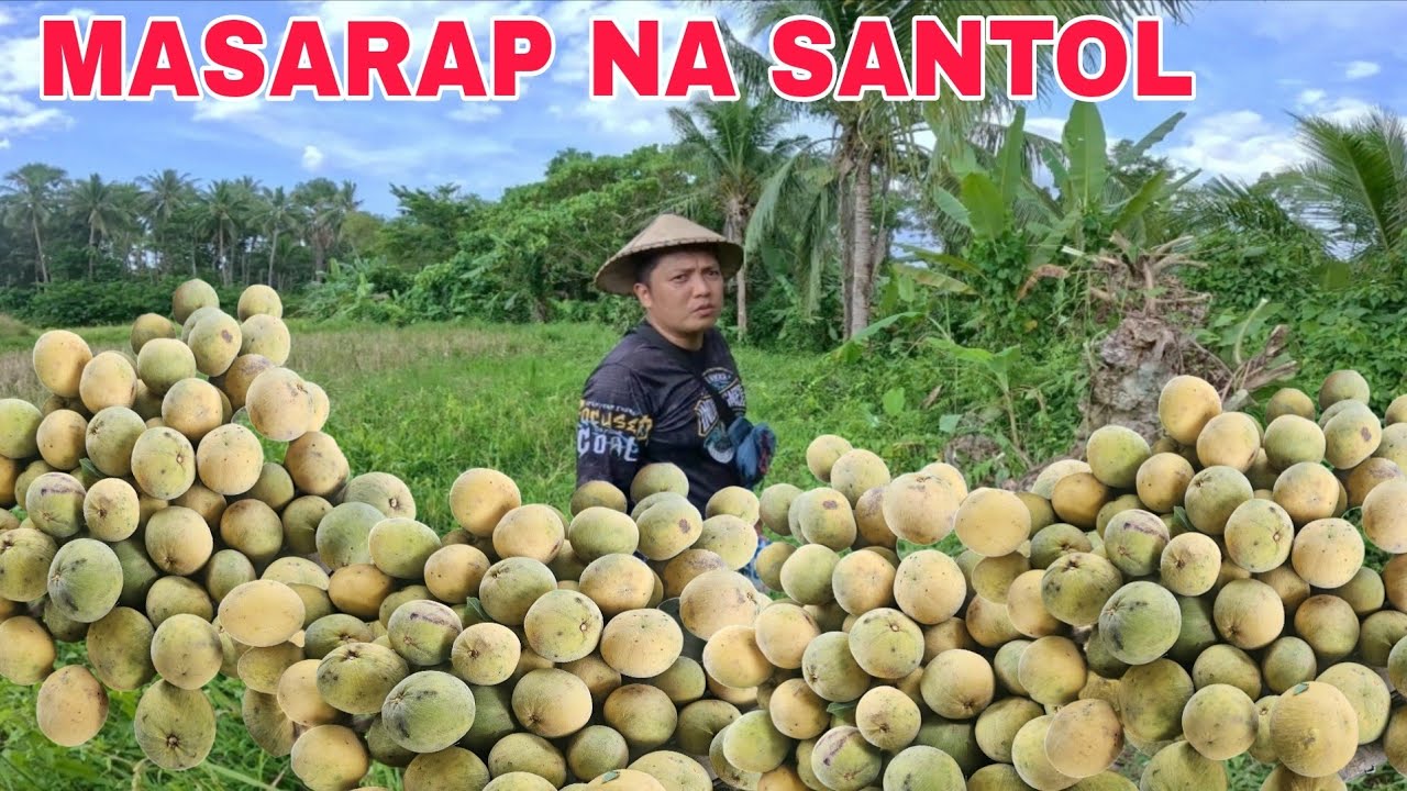 Suprised Birthday ni Mrs kay nanay salo salo sa Bahay Mga santol sa kabilang area hitik sa Bunga