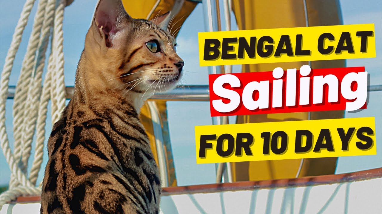 I Took My Cat On A 10Day Sailing Trip #Shorts