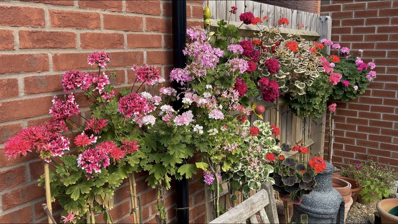 Pelargoniums in the Garden - July 2022