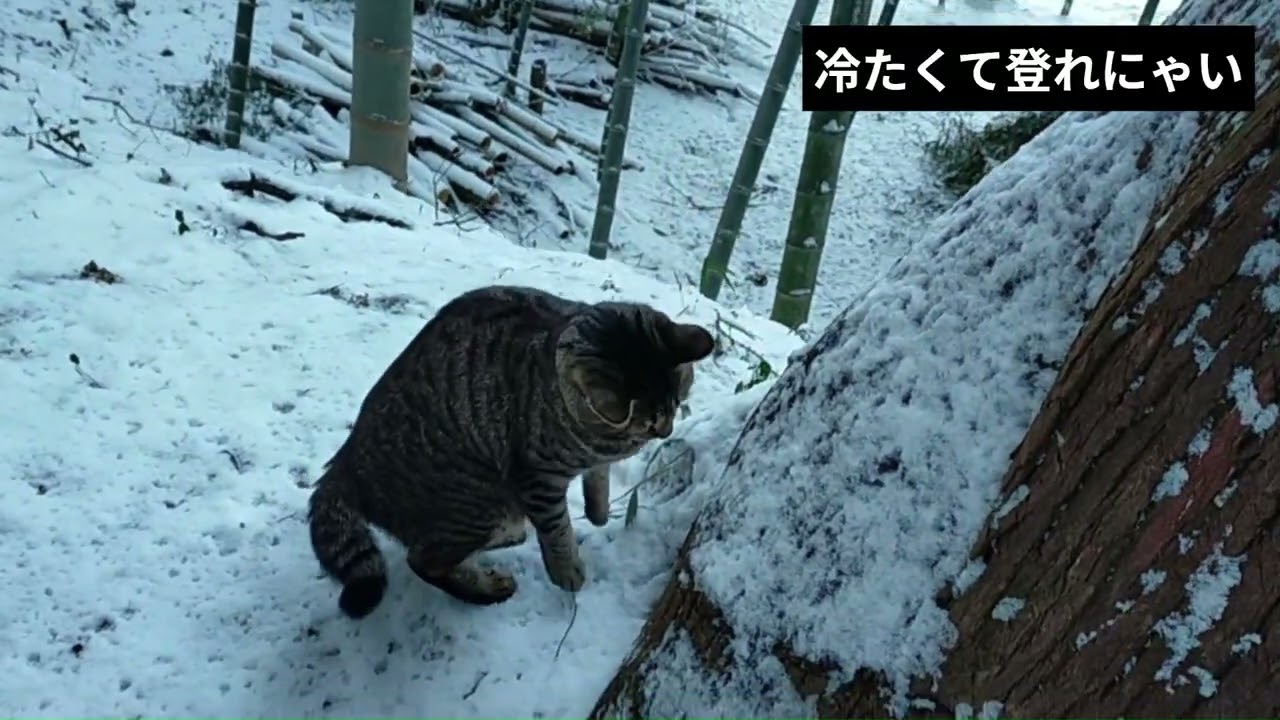 後ろ足を振り払いながら 雪道歩いてました