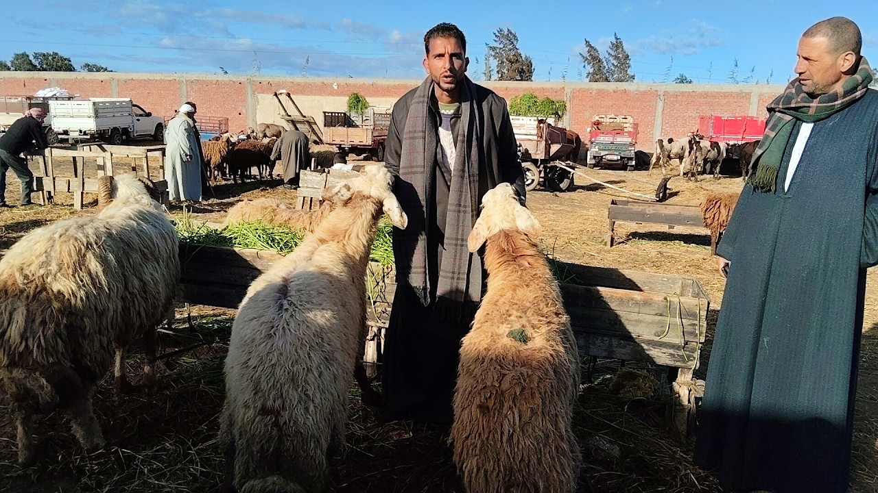 اسعار الغنم الوالده واللحم وكبش لحم سوق سيدي سالم مع المعلم محمد القبراوى للتواصل/ ٠١٠٦٤٧٤٦٠٦٢