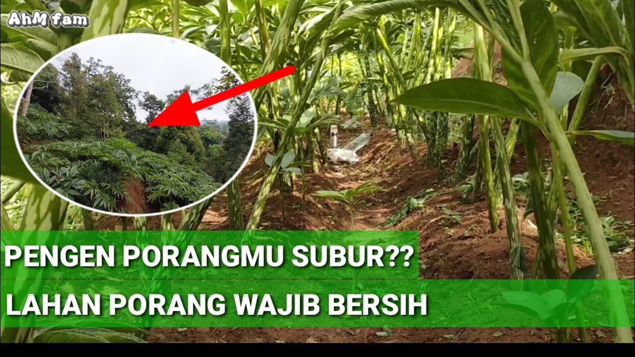 WAJIB‼️PEMBERSIHAN LAHAN BISA MENGURANGI HAMA PORANG