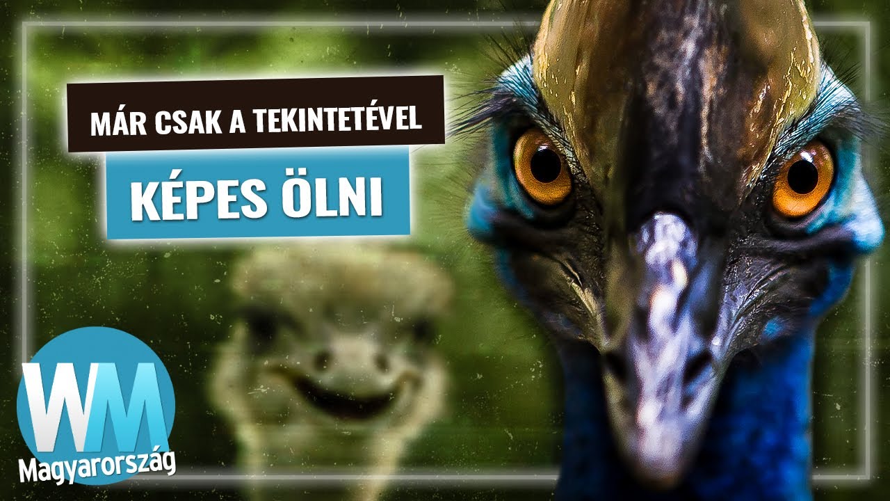 Top 10 rendkívül veszélyes madár