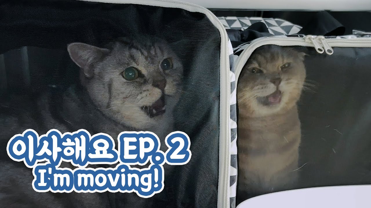 Мы переехали в новый дом!