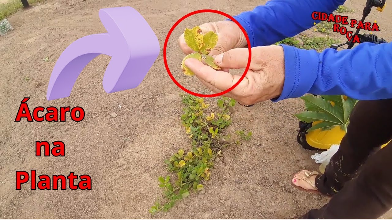 Como acabar com ácaro de plantas forrageira.