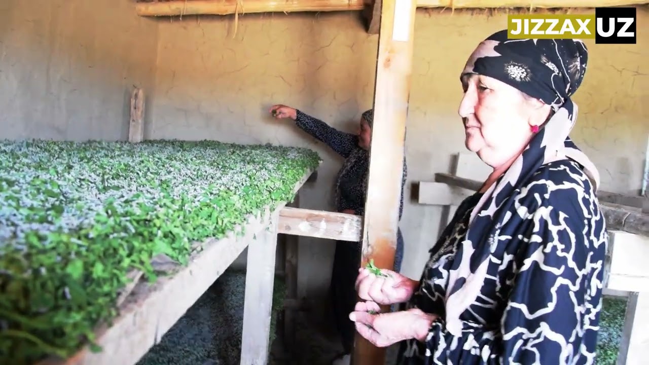 Pillachilik — Forishda barqaror rivojlanayotgan soha