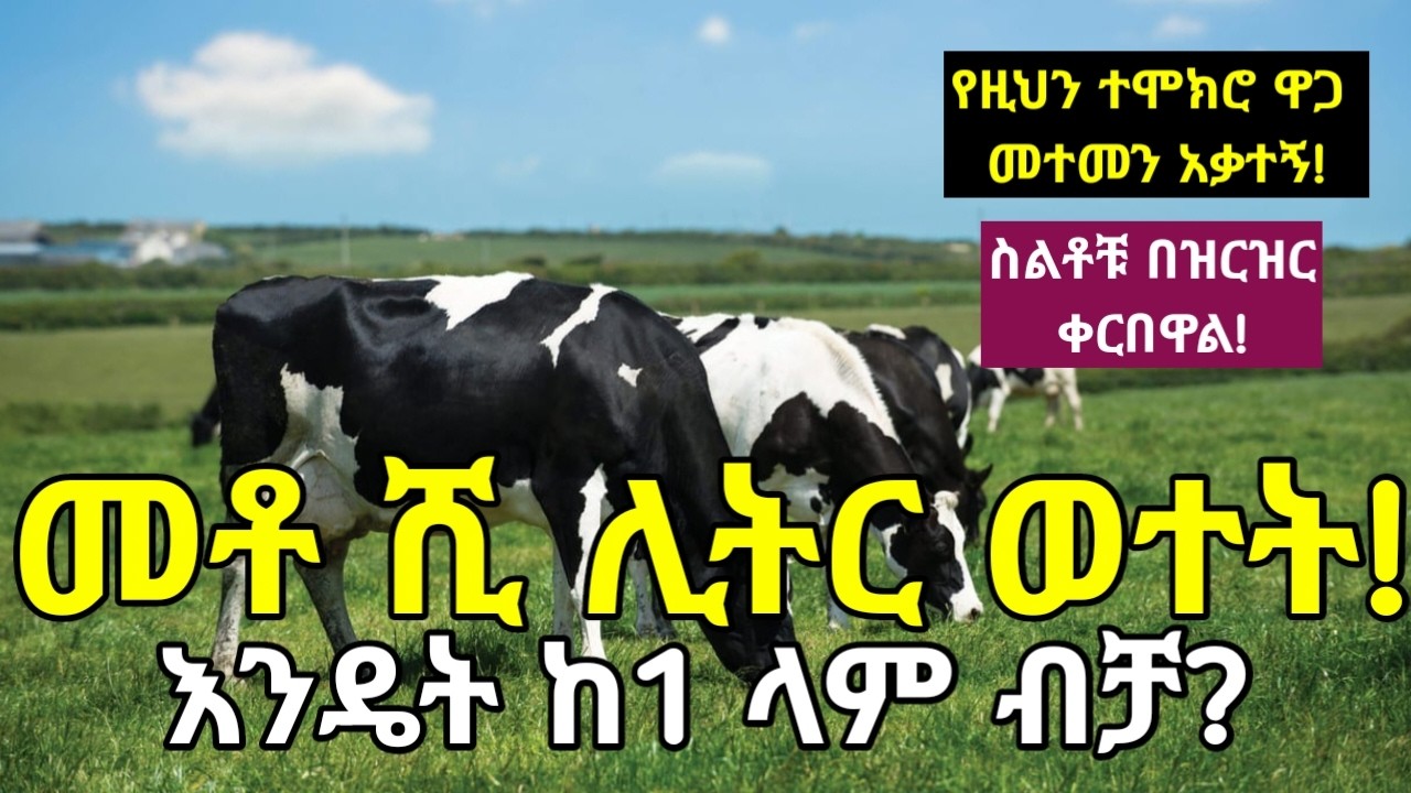 ከ1 ላም እንዴት መቶ ሺ  ሊትር ወተት ያገኛሉ? የተሞክሮውን ዋጋ መተመን አቃተኝ! ስልቶቹ በዝርዝር ቀርበዋል! የ1 ሴሚስቴር ኮርስ በ3 ቀናት ውስጥ አገኘሁ!