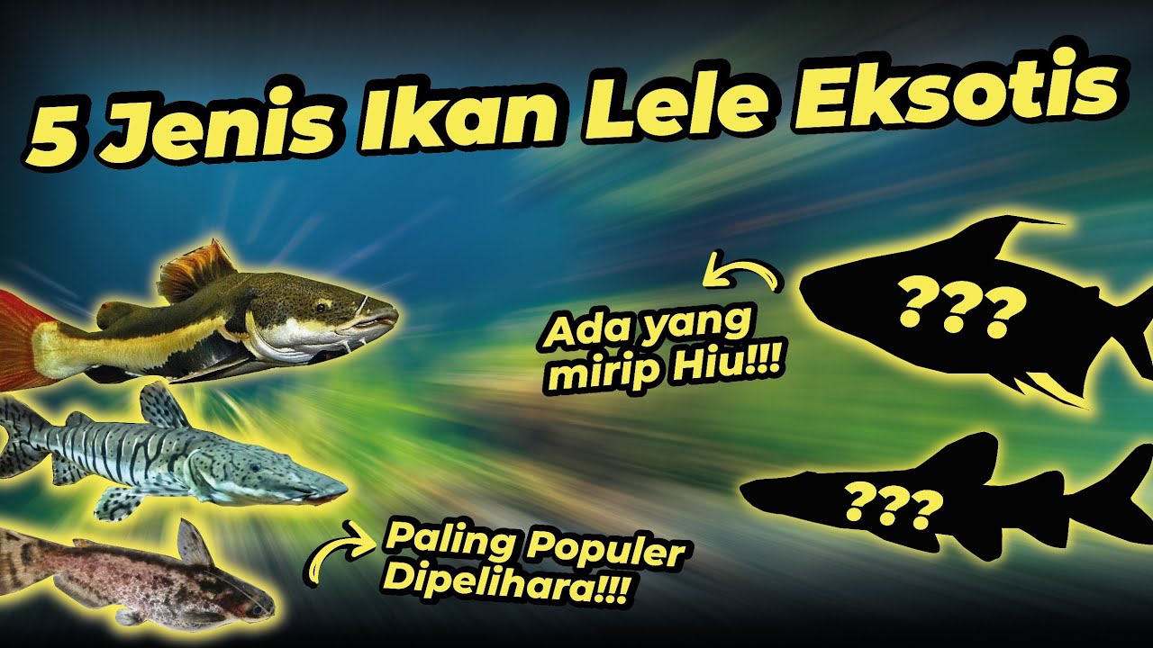 IKAN LELE EKSOTIS YANG WAJIB TAHU!!! Ikan Lele Hias ini Populer banget dipelihara