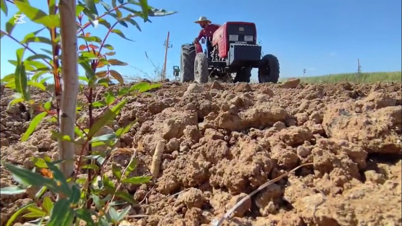 Massey ferguson 3050 ile fıstık tarlalarındaki yooun otlanmayı bitiriyoruz🔥