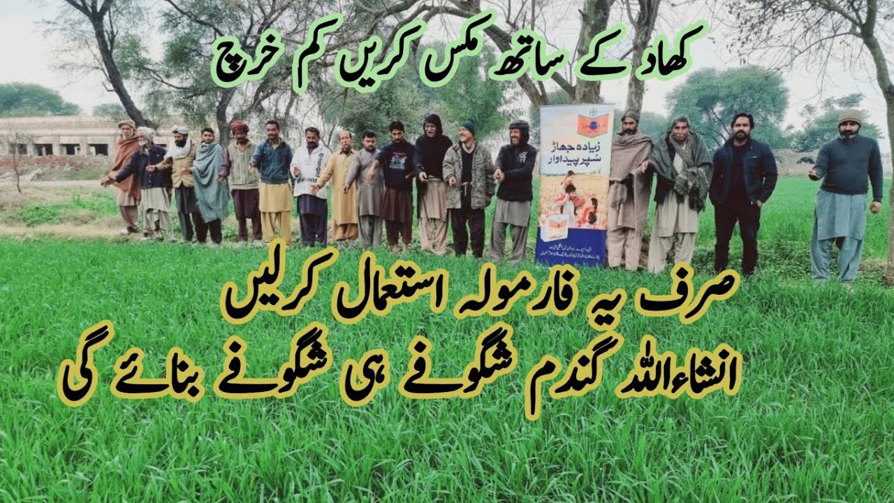 How to increase Wheat Tillers | Fertiliser for Tillers | گندم  شگوفے کیسے بڑھائیں | Crop Reforms |