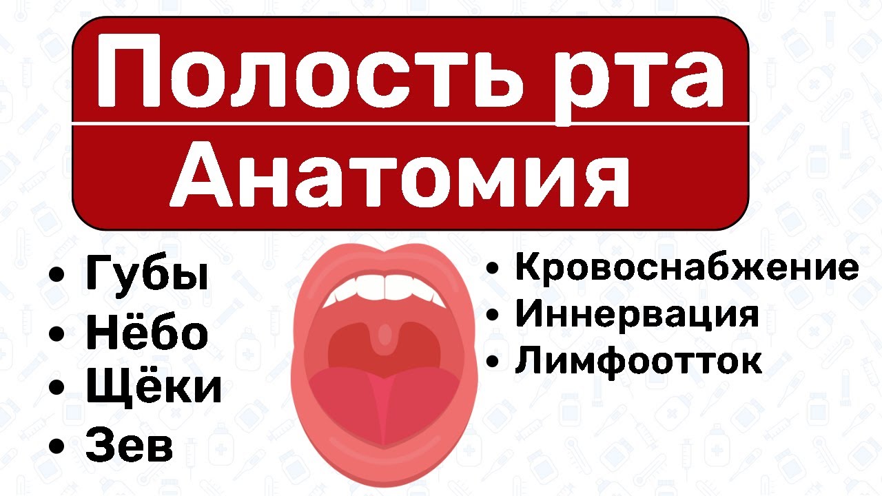 РОТОВАЯ ПОЛОСТЬ - АНАТОМИЯ рта,  анатомия жкт, пищеварительная система, строение рта