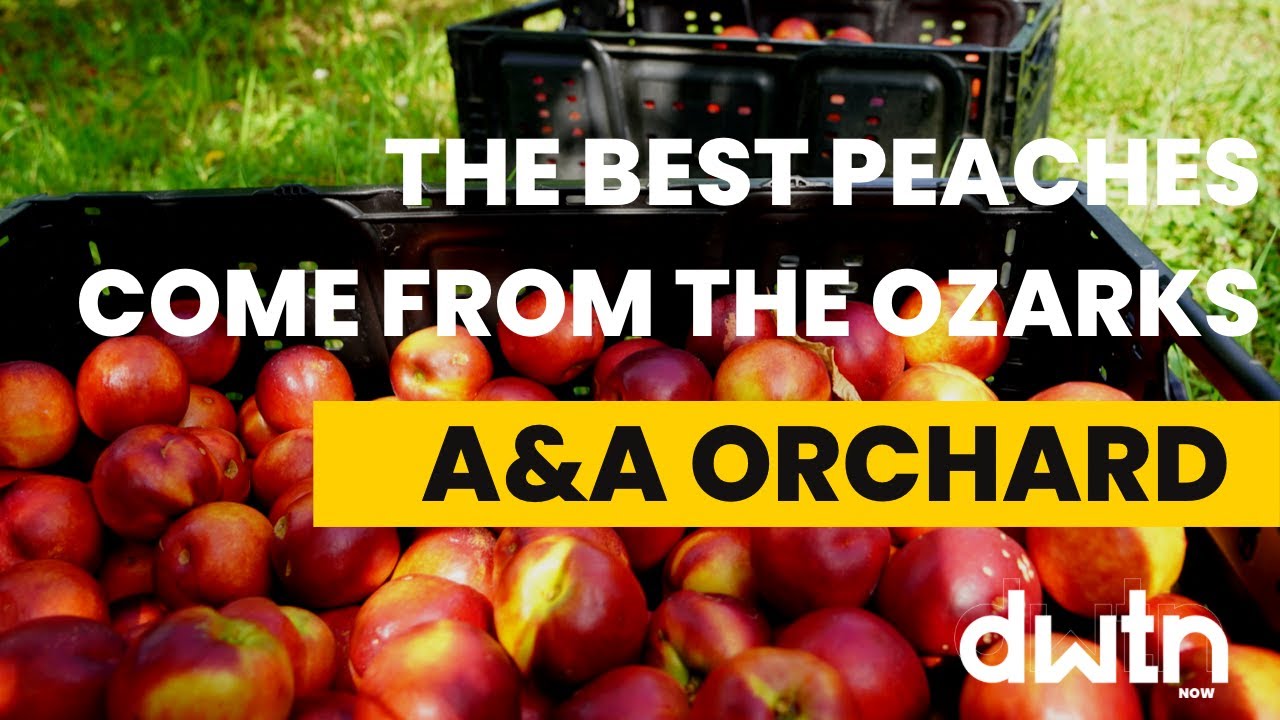 Peach Season in the Ozarks