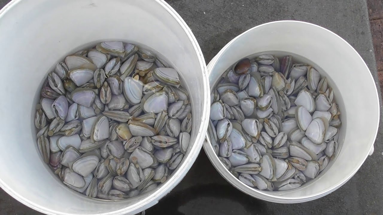 Goolwa Cockles 2021 #cockles #pipis #goolwabeach #baitcollection