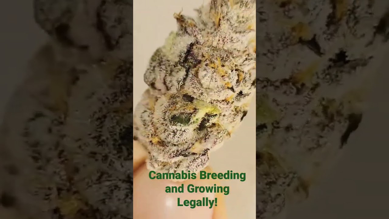 Bust Down Frosty Strain related to chimera 3