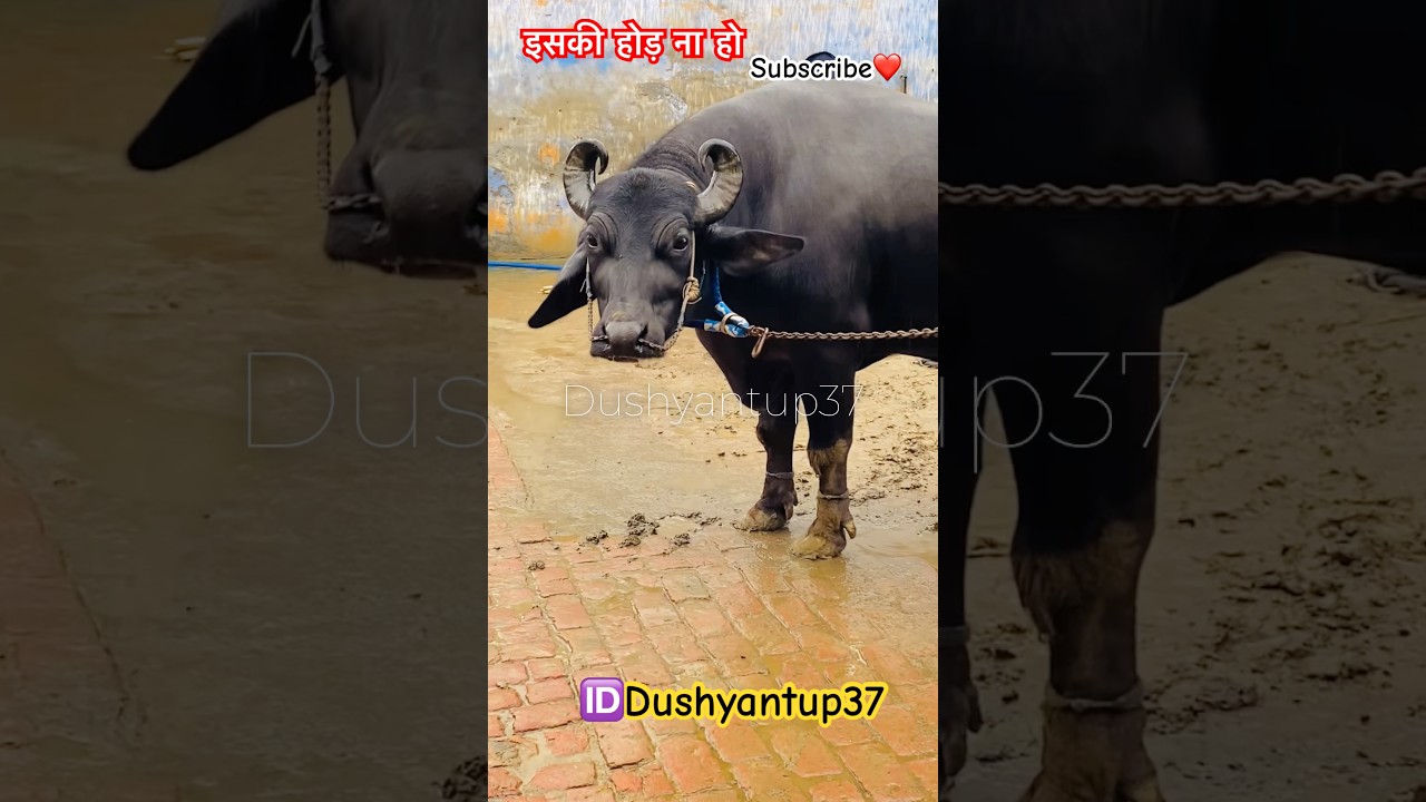 असली जंगी झोटा #jhota #jhotaracenew #viralvideo #trending #dushyantup37 #farming #animals #up37