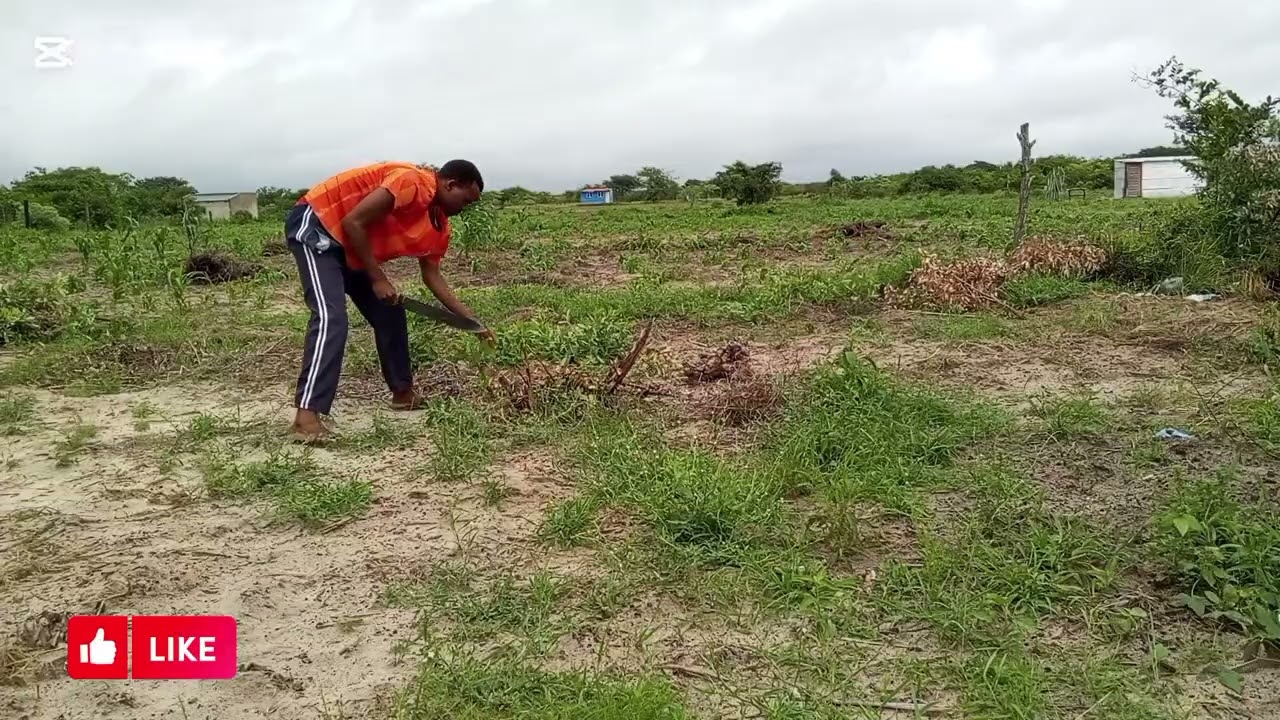 🏖️ Fazendo trabalho do campo em Maluana [2025.12.18]