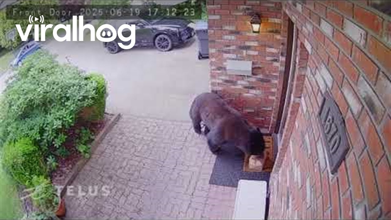 Bear Steals DoorDash Delivery || ViralHog