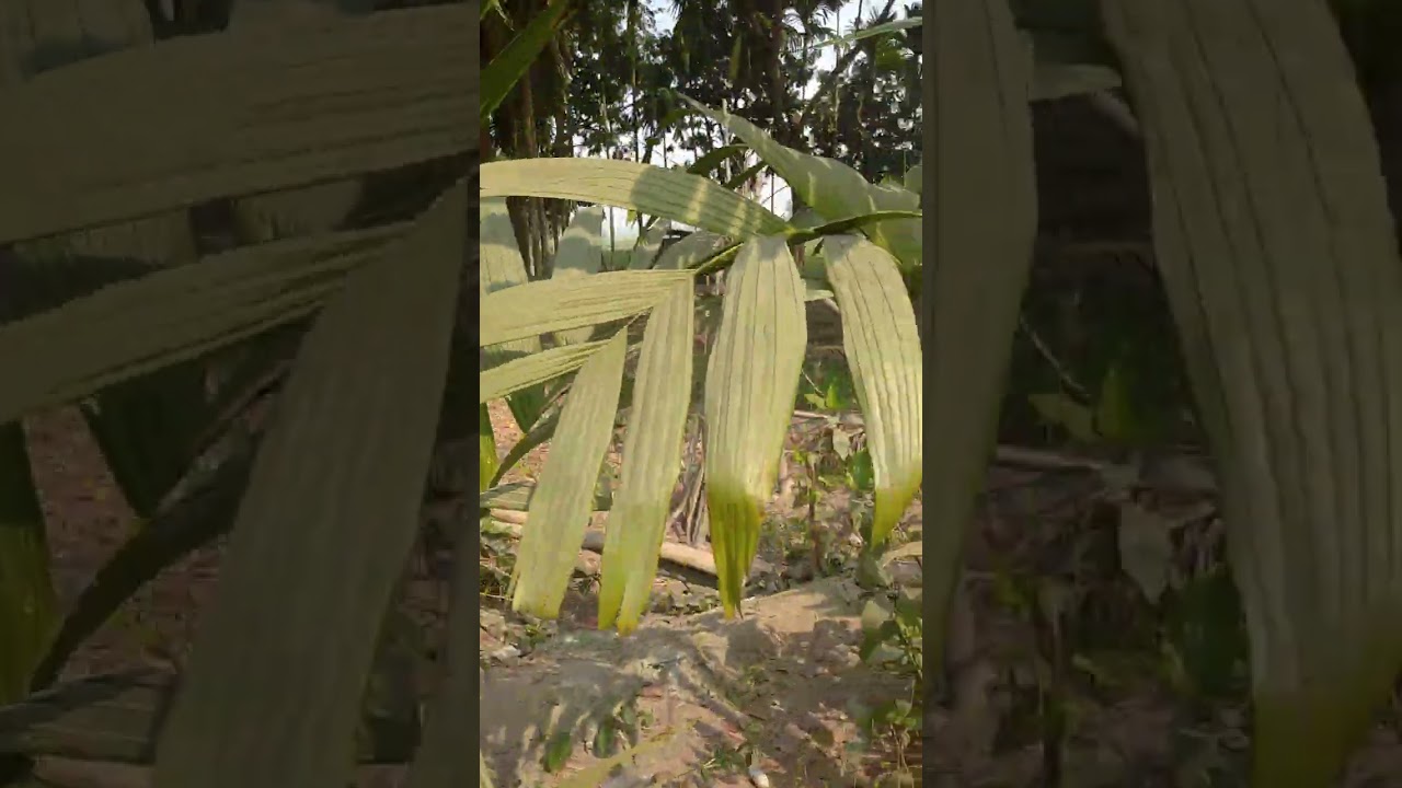আমি আমার মায়ের বাড়িতে বেড়াতে আছি আপনাদের কা  #song#funnycomedy ছে ভিডিও দিলাম 