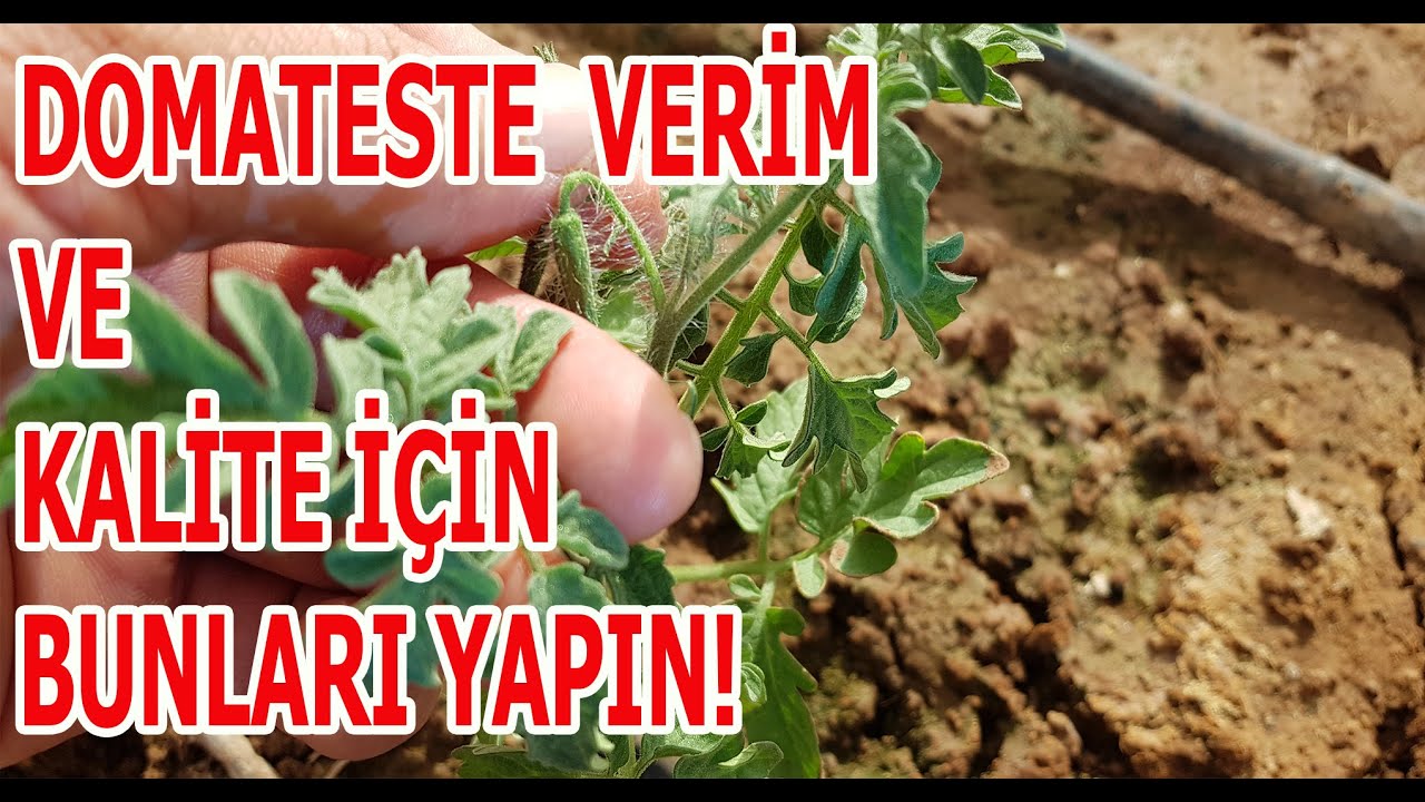 DOMATESTE VERİMİ ARTTIRMAK İÇİN BUNU YAPIN!
