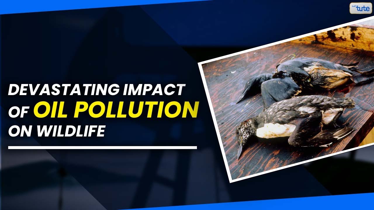 🌊See the Devastating Impact of Oil Pollution on Wildlife | Letstute