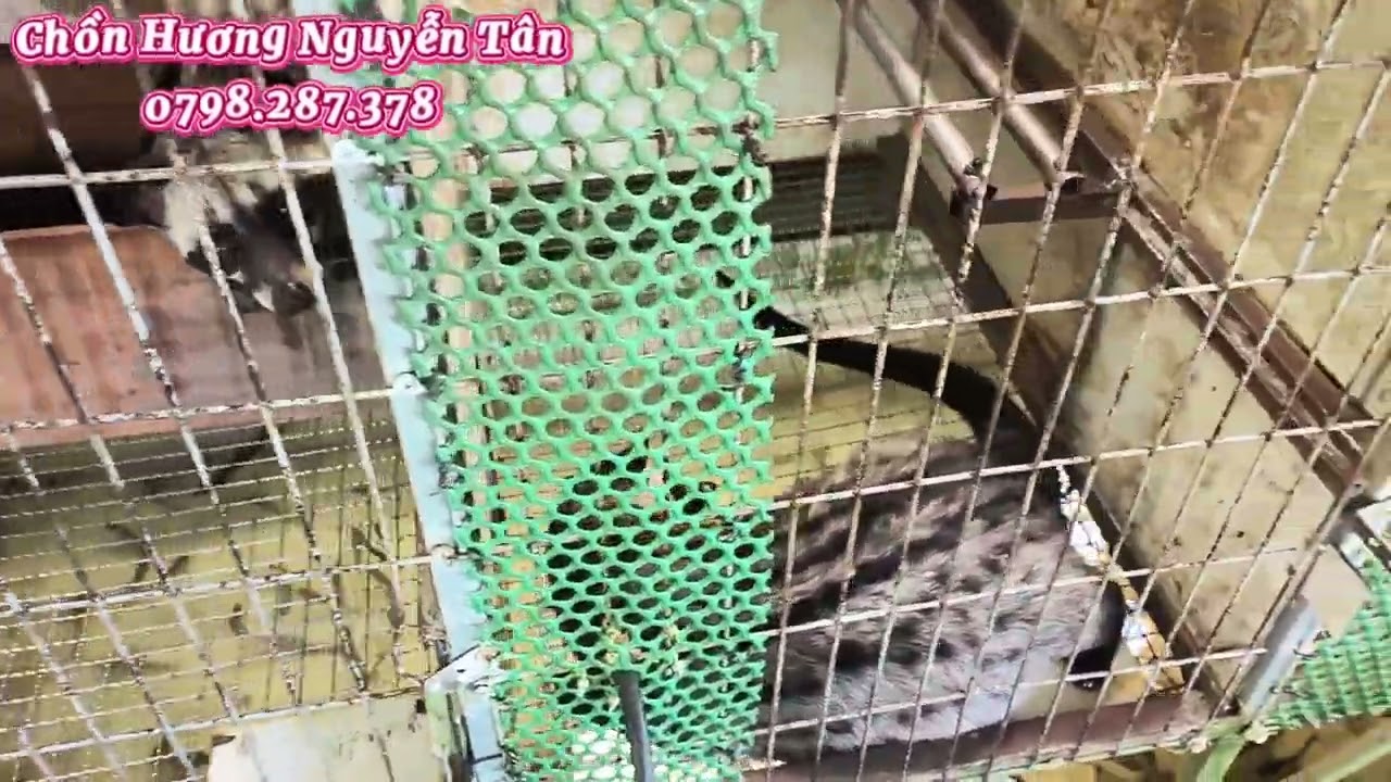 Đầu năm 2026 bắt đầu tách bầy chồn hương baby, thời điểm nào tách bầy tốt nhất cho ae mới nuôi