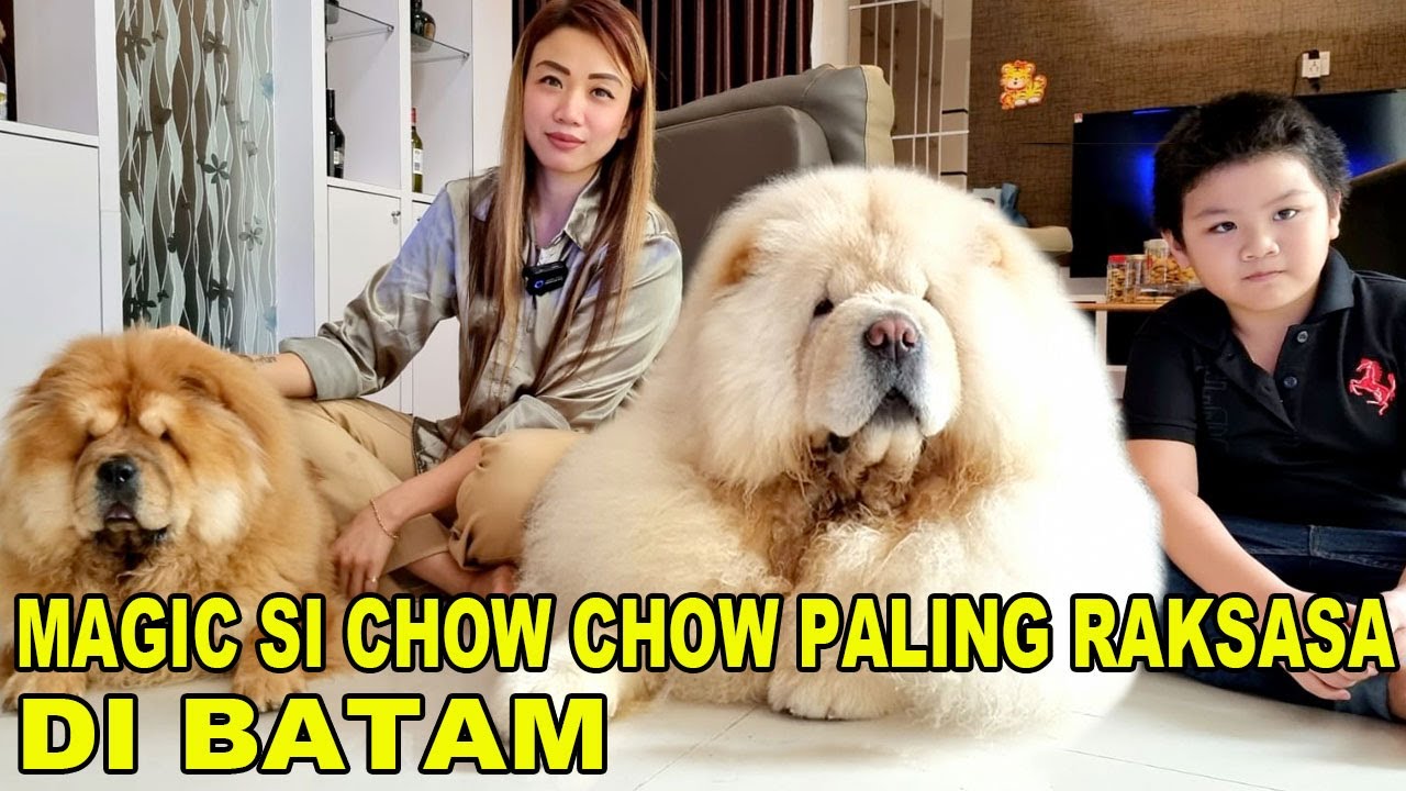 MAGIC SI CHOW CHOW PALING RAKSASA DI BATAM