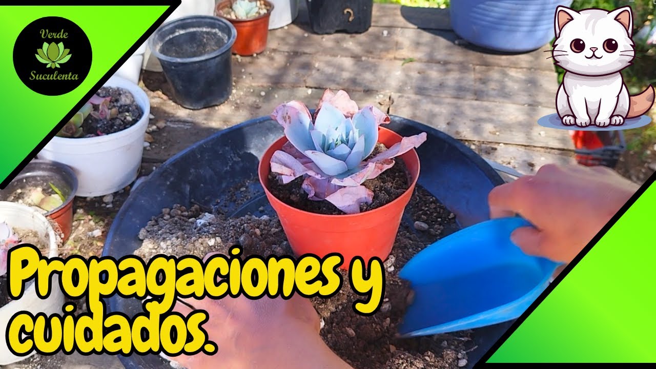 Reproduciendo una de mis favoritas del jard&iacute;n y d&aacute;ndole m&aacute;s espacio a una de las reinas.🌱🌱🌱